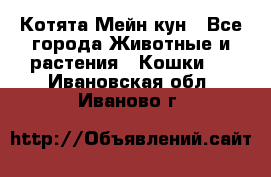 Котята Мейн кун - Все города Животные и растения » Кошки   . Ивановская обл.,Иваново г.
